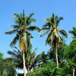 شرکت مهاجرتی رها مهاجرت سفیر